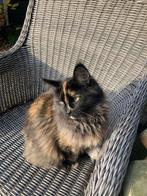 Maine coon kitten poes, Dieren en Toebehoren, Katten en Kittens | Raskatten | Langhaar, Poes, Ontwormd, 0 tot 2 jaar