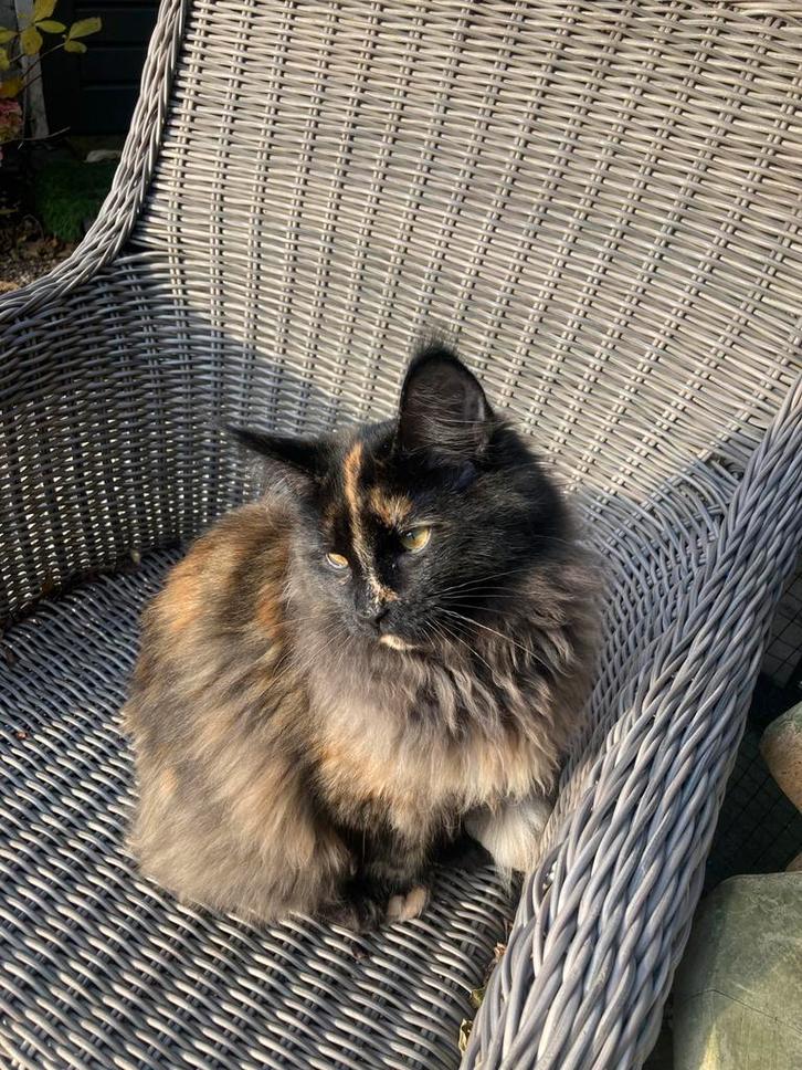 Maine coon kitten poes, Dieren en Toebehoren, Katten en Kittens | Raskatten | Langhaar, Poes, 0 tot 2 jaar, Ontwormd, Ingeënt