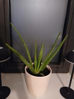 Aloe Vera plant, Ophalen, Vetplant, In pot