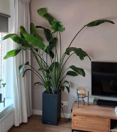 Strelitzia Nicolai (met pot), Huis en Inrichting, Kamerplanten, 150 tot 200 cm, Groene kamerplant, Volle zon, In pot, Ophalen