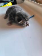 2 schitterende kittens zoeken een huisje, Dieren en Toebehoren, Katten en Kittens | Overige Katten, Kater, Kortharig, 0 tot 2 jaar