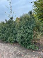 Portugese laurier, Tuin en Terras, Planten | Struiken en Hagen, Ophalen, Laurier, 100 tot 250 cm