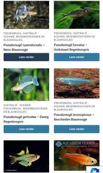 Gezocht, mini regenboogvissen en blauw  oogjes, Dieren en Toebehoren, Vis