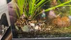 Mooie helena slakken te koop, Dieren en Toebehoren, Vissen | Aquariumvissen, Slak of Weekdier, Zoetwatervis