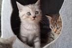 Raszuivere Britskorthaar Kittens, Dieren en Toebehoren, Meerdere dieren, Ontwormd