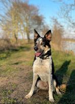 Bordercollie Dekreu aangeboden, Dieren en Toebehoren, Rabiës (hondsdolheid), Reu, 1 tot 2 jaar, Eén hond