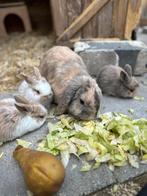 Baby dwerg konijnen, Dieren en Toebehoren