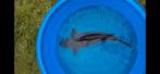 Marudo chagoi 4jr 70cm+, Dieren en Toebehoren, Vissen | Vijvervissen, Karper of Koi
