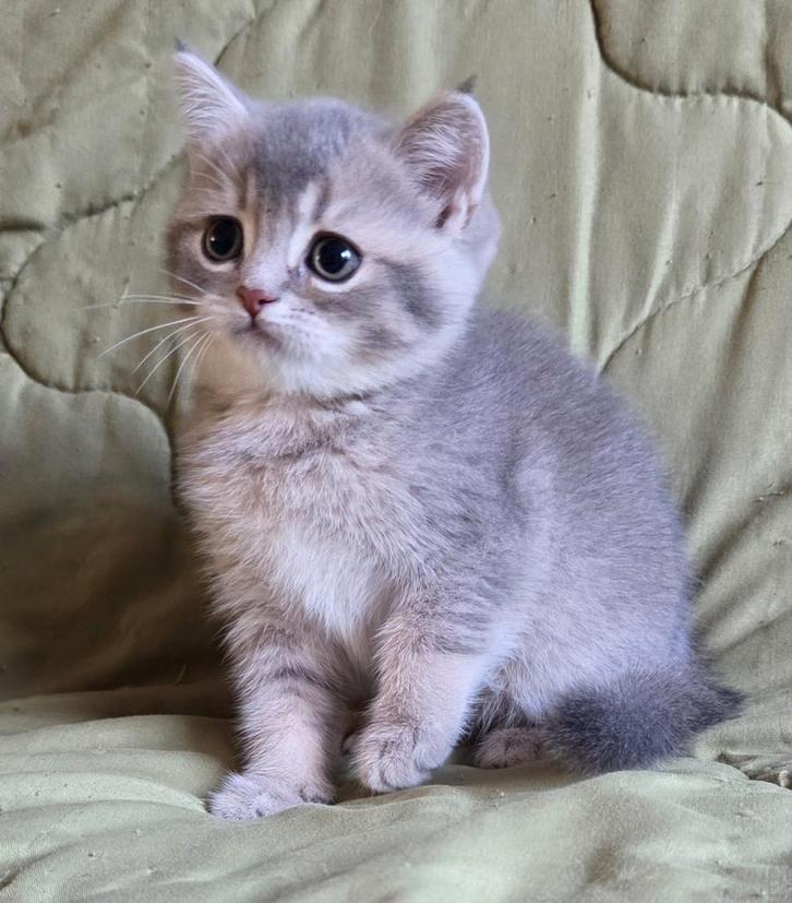 Britse korthaar😻, Dieren en Toebehoren, Katten en Kittens | Raskatten | Korthaar, Meerdere dieren, 0 tot 2 jaar, Gechipt, Ontwormd