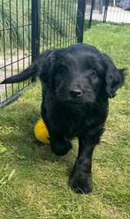 Puppys mini Labradoodle x Labradoodle/Australian Shepherd, Dieren en Toebehoren, Honden | Niet-rashonden, CDV (hondenziekte), 8 tot 15 weken