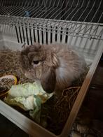 Dwerg hangoor konijn, Dieren en Toebehoren, Konijnen, Vrouwelijk, Dwerg, Hangoor