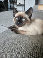 Siamees katertje Arlo, Dieren en Toebehoren, Katten en Kittens | Raskatten | Korthaar, Kater, Ontwormd, 0 tot 2 jaar