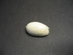 Schelpen: Oliva (Oliva) tigrina   Lamarck, 1811., Ophalen of Verzenden, Schelp(en)
