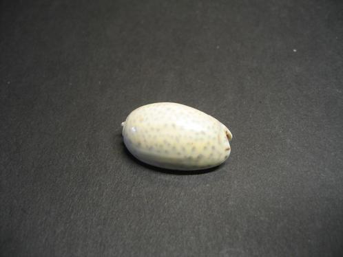 Schelpen: Oliva (Oliva) tigrina   Lamarck, 1811., Verzamelen, Mineralen en Fossielen, Schelp(en), Ophalen of Verzenden