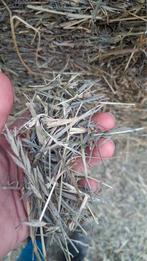 GEZOCHT fijn/ zacht hooi, Dieren en Toebehoren, Ophalen of Verzenden, Overige soorten