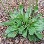 Weegbree planten smalle en brede, Volle zon, Groenteplanten, Eenjarig, Ophalen of Verzenden
