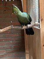 Toerako Livingstone man, Dieren en Toebehoren, Mannelijk, Tropenvogel, Geringd