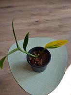 scindapsus coriaceus variegata, Huis en Inrichting, Kamerplanten, Overige soorten, Minder dan 100 cm, Ophalen of Verzenden, Halfschaduw