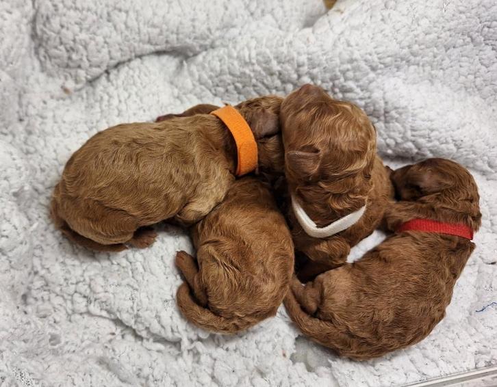 Dwergpoedel Abrikoos, Dieren en Toebehoren, Honden | Chihuahua's en Gezelschapshonden, Teef, Poedel, Fokker | Professioneel, Meerdere