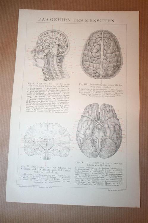 Antieke prent - Hersenen van de mens - Ca 1885 !!, Verzamelen, Foto's en Prenten, Gebruikt, Voor 1940, Ophalen of Verzenden