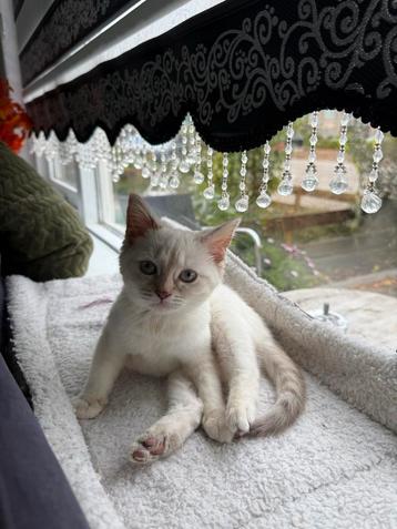 Prachtige Brits Korthaar kittens! speels en knuffelig beschikbaar voor biedingen