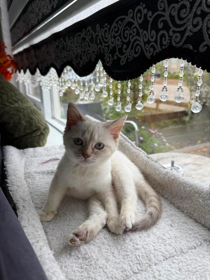 Prachtige Brits Korthaar kittens! speels en knuffelig, Dieren en Toebehoren, Katten en Kittens | Overige Katten, Poes