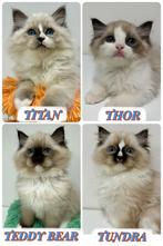 Ragdoll kittens | geteste ouders | stamboom |, Dieren en Toebehoren, Katten en Kittens | Overige Katten, Meerdere dieren, Langharig