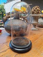 oma's nostalgische oude glazen stolp met houten plateau, Ophalen, Gebruikt