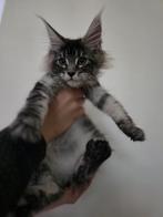 Prachtige Maine Coon kittens uit Russische lijnen!, Dieren en Toebehoren, Poes, Gechipt