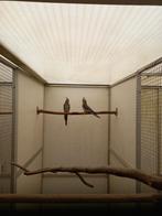 Valkparkieten, Dieren en Toebehoren, Meerdere dieren, Parkiet, Geringd