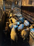Koppel lammeren, Dieren en Toebehoren, Schapen, Geiten en Varkens, Meerdere dieren, Schaap, 0 tot 2 jaar