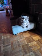 Britse korthaar x Scottish fold, Poes