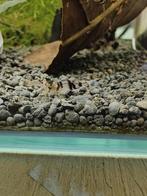 Racoon garnalen, Dieren en Toebehoren, Kreeft, Krab of Garnaal