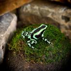 Dendrobates Auratus Costa Rica, Dieren en Toebehoren, Reptielen en Amfibieën, Amfibie, 0 tot 2 jaar