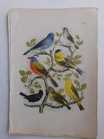 Vogelprent - De Vogelwereld. 1886 - Gele Kanarie ( ZEER FRAA, Ophalen of Verzenden