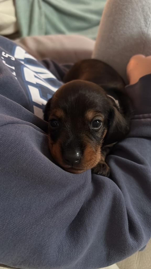 Teckel pups 2 teefjes, Dieren en Toebehoren, Honden | Teckels en Dashonden, Geslacht onbekend, Korthaar, Dwerg, Particulier, Meerdere