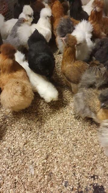 Zijdehoender hennen vele kleurslagen beschikbaar voor biedingen