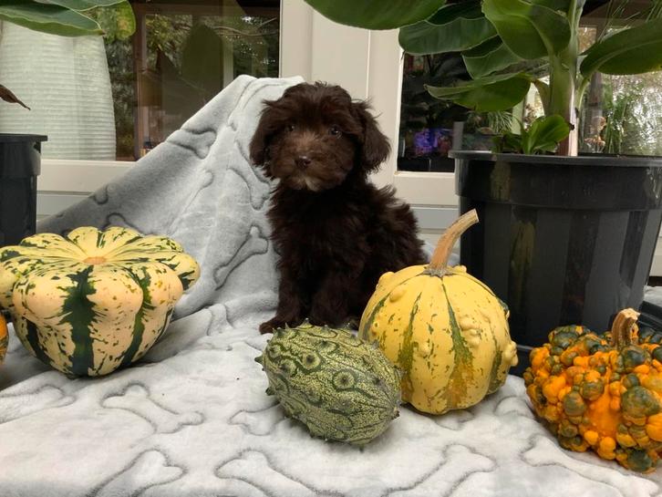 Maltipoo pups, Dieren en Toebehoren, Honden | Niet-rashonden, Klein, Meerdere dieren, Fokker | Professioneel, Meerdere, Nederland
