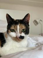 Poezen te koop, Dieren en Toebehoren, Katten en Kittens | Overige Katten, Poes, Kortharig, 3 tot 5 jaar