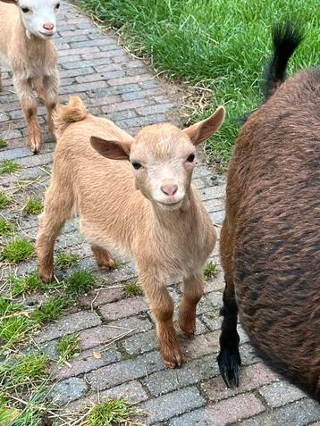 Hoornloos camel/oranje bokje beschikbaar voor biedingen