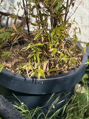 Twee grote (zwarte) bamboe planten van 180 cm + zwarte pot  beschikbaar voor biedingen