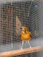 koppel kastanjerug lijsters DNA + koppel dama lijsters, Dieren en Toebehoren, Vogels | Overige Vogels, Meerdere dieren, Tropenvogel