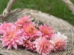 ===>Dahlia knollen Gerrie Hoek roze pluktuin<===, Ophalen of Verzenden, Voorjaar, Volle zon, Knol