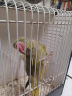 Koppel olijf groene halsband parkieten, Meerdere dieren, Parkiet, Geringd