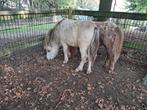 Mooie aparte hengsten appaloasa valkbont palomino bonte, Dieren en Toebehoren, Hengst, A pony (tot 1.17m), Met stamboom, 0 tot 2 jaar