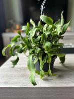 Krullende Cactus- Epiphyllum guatemalense Monstruosa, Ophalen of Verzenden, Minder dan 100 cm, Volle zon, In pot