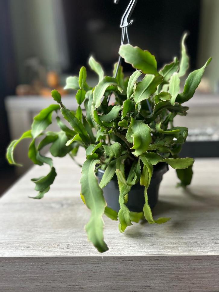 Krullende Cactus- Epiphyllum guatemalense Monstruosa, Huis en Inrichting, Kamerplanten, Cactus, Minder dan 100 cm, Volle zon, In pot