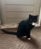 Leuk 🏠 voor lieve kitten van 6 maand, Dieren en Toebehoren, Katten en Kittens | Overige Katten, Kater, Kortharig, 0 tot 2 jaar