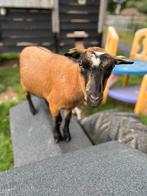 2 dwerggeiten, Dieren en Toebehoren, Schapen, Geiten en Varkens, Geit
