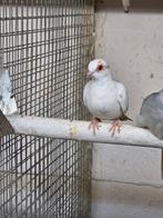 Bonte diamant duiven, Dieren en Toebehoren, Vogels | Duiven, Meerdere dieren, Overige soorten